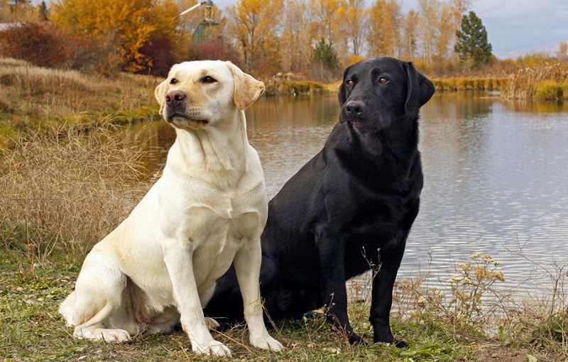 Labrador Retriever is the most loved breed in my country