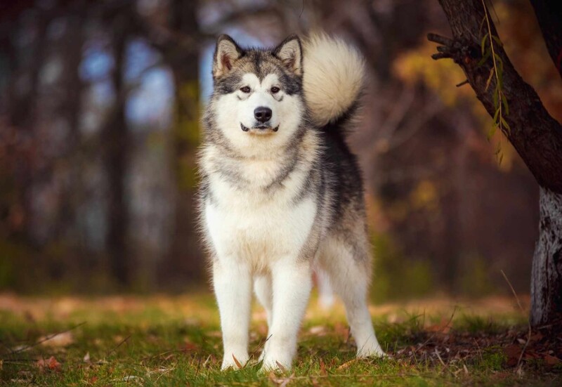 50 hình ảnh những chú chó Alaska đẹp và to lớn nhất  Hà Nội Spirit Of Place